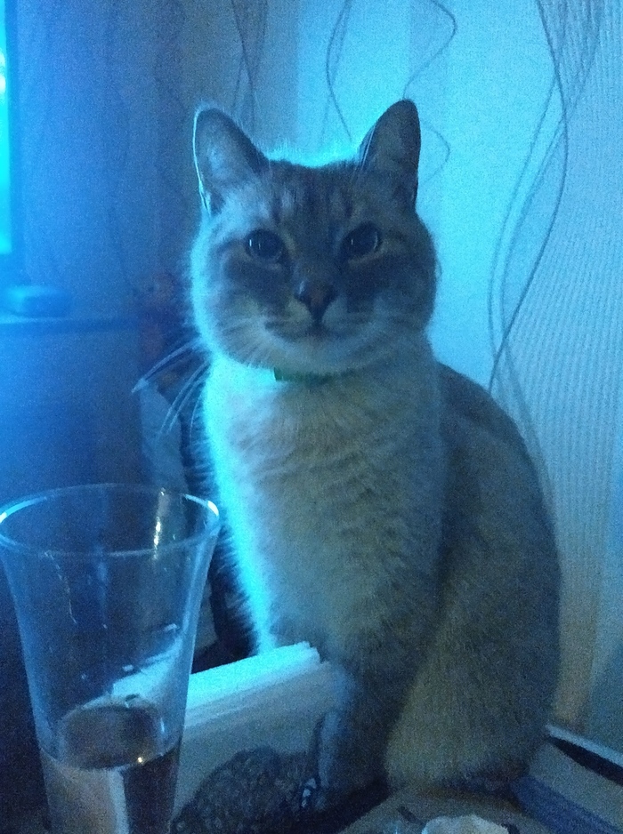 Всем котиков и шампанского