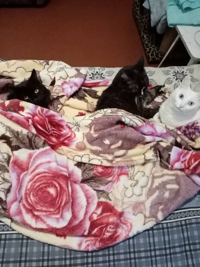 Котики! Надо больше кликов!