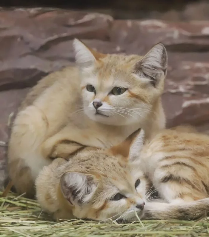 Барханный кот презентация