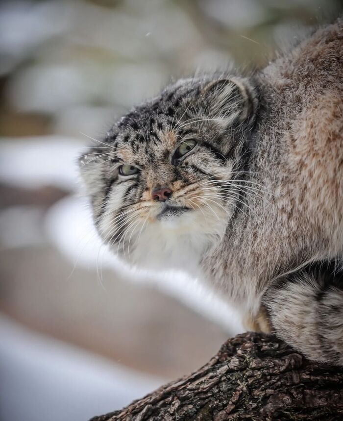 Может погладишь?