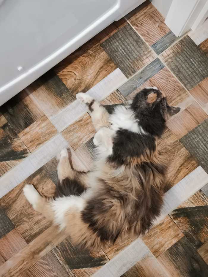 ����� ����