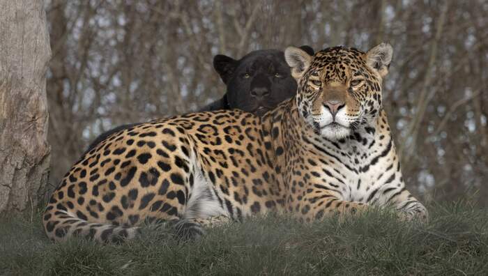 Ягуары бывают разные)