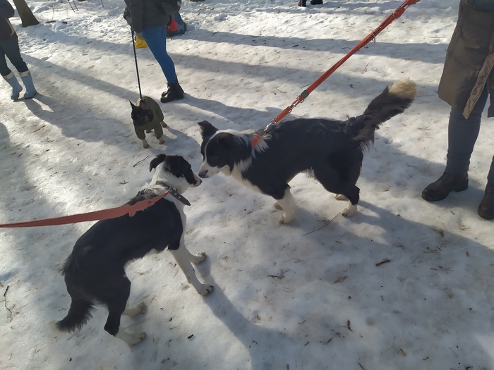 Двор бордер