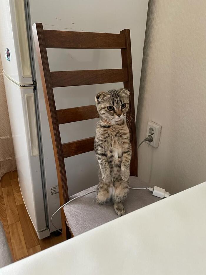 Недавно завели такого малыша, вернее малышку