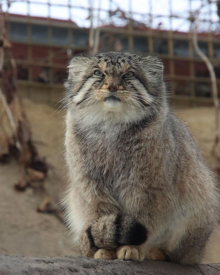 А вы сегодня погладили кота?!