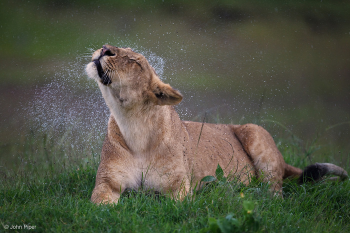 После дождя