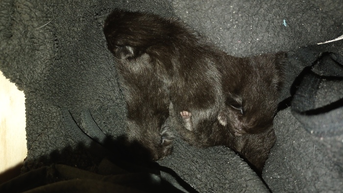 Нужен Солнечногорский приют для животных!!!