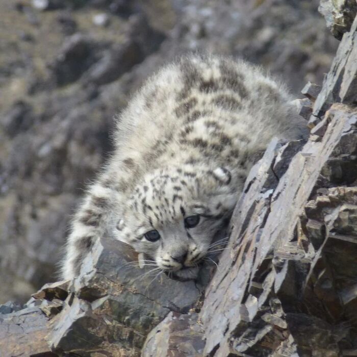 Барсик в засаде