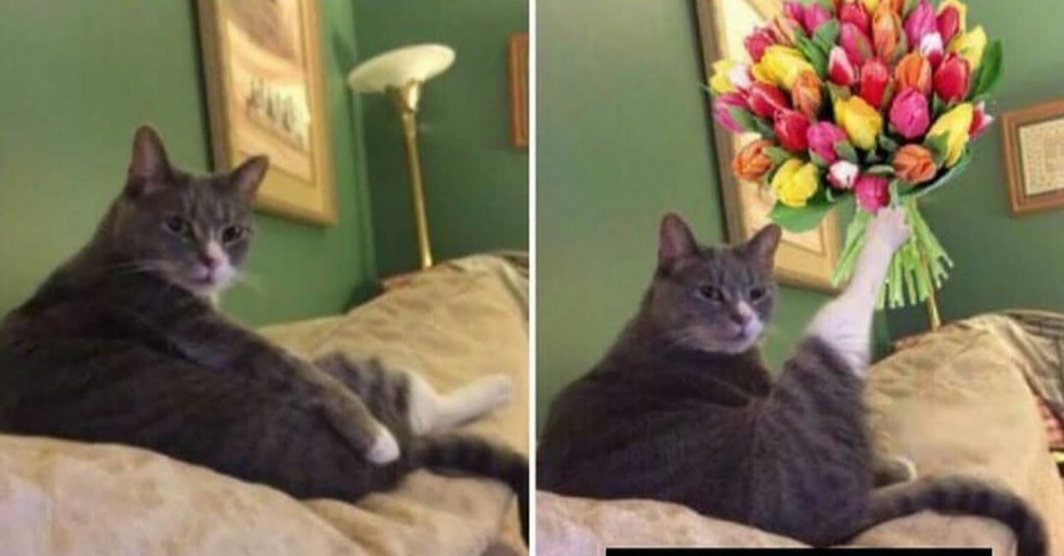 Мем хоба с котом