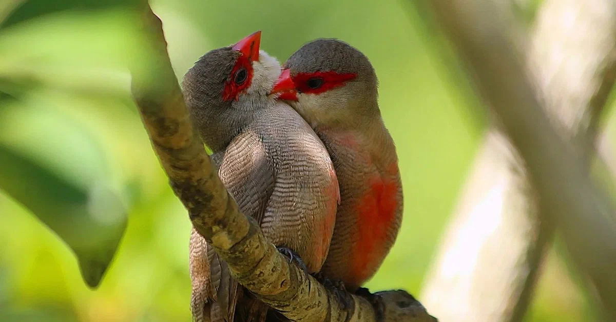 Птица любовь текст. Красноухий астрильд самка. Амадины птички. Влюбленные птицы. Поцелуй птиц.