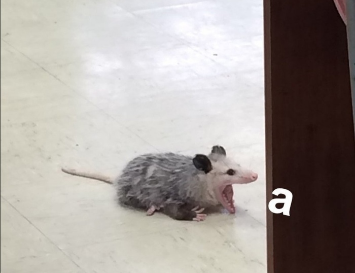 ������� ������