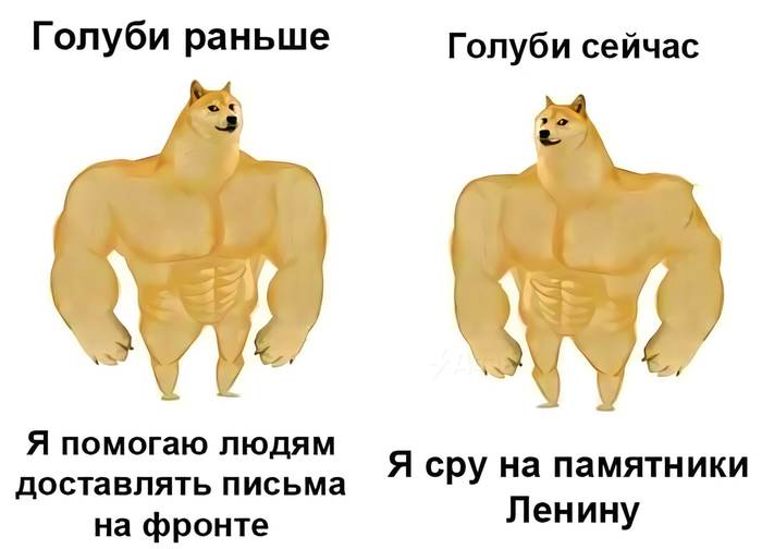 Голуби