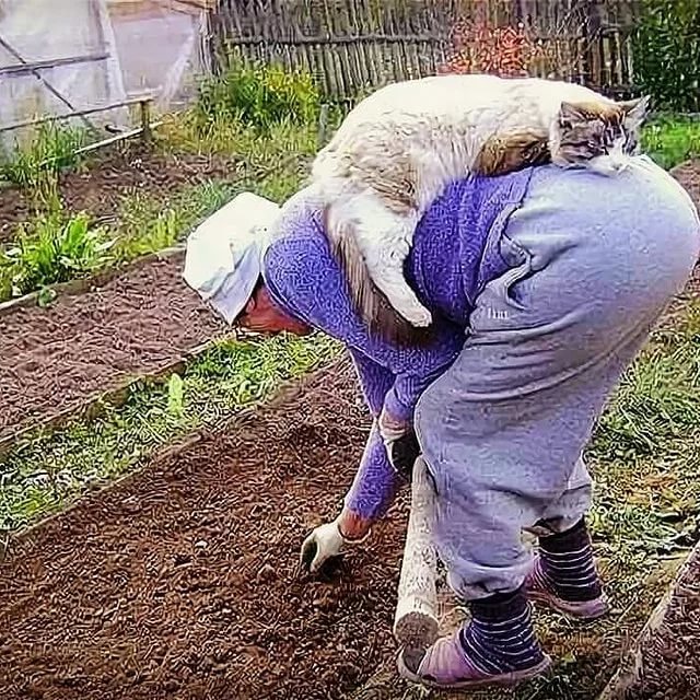 ��� ���� ����� ����