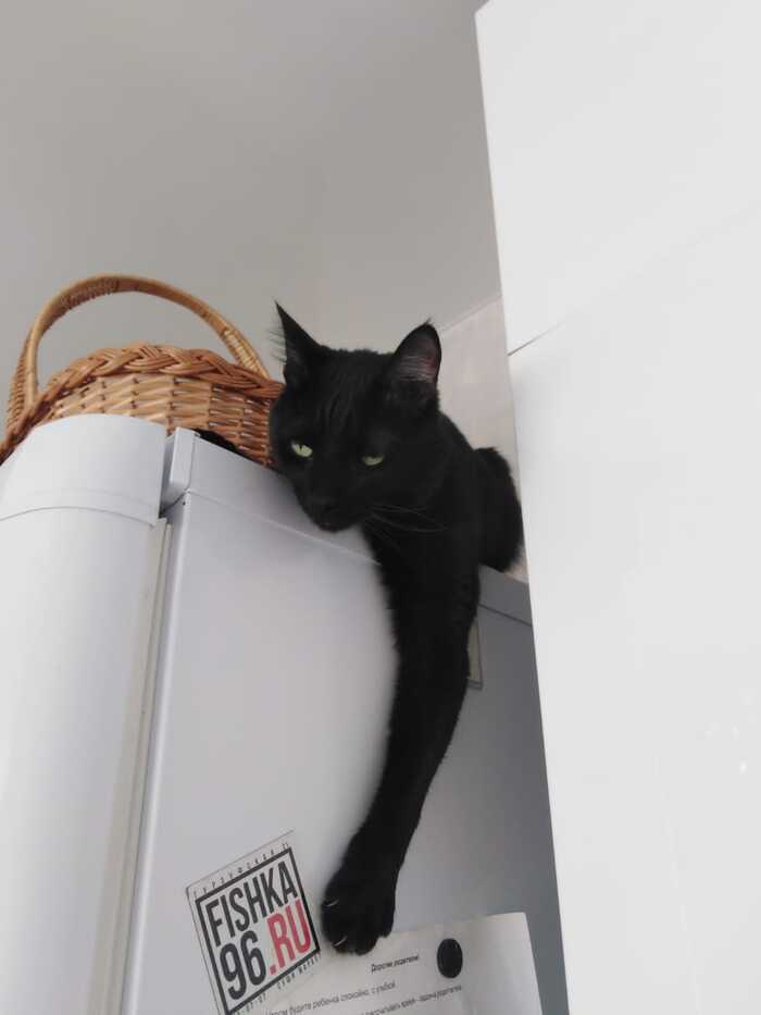 Вот и мой котейка