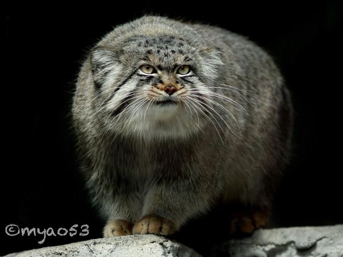 Из темноты пришел пис... манул