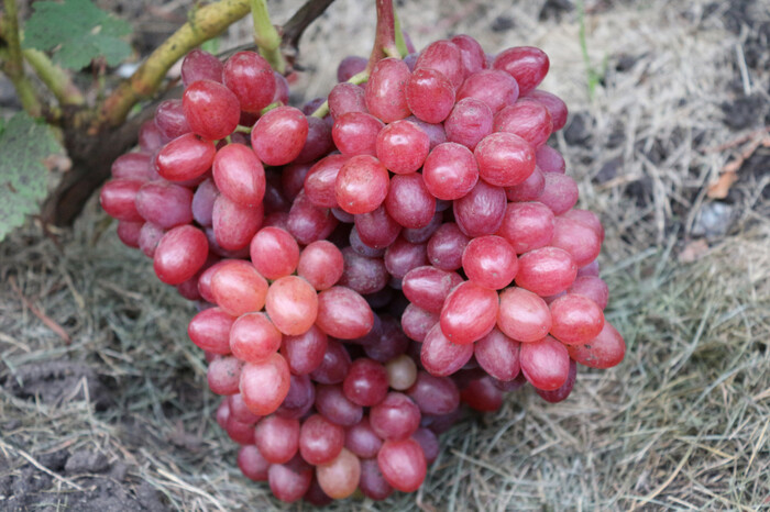 ������� �������