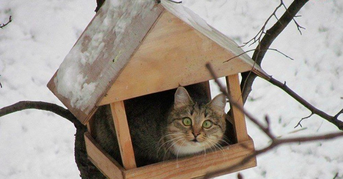 Домик для уличных кошек на зиму. Удивленный котик в домике. Cute animal House