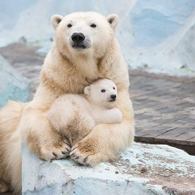 ������ �������