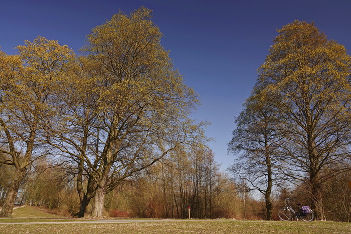 В Голландии весна...