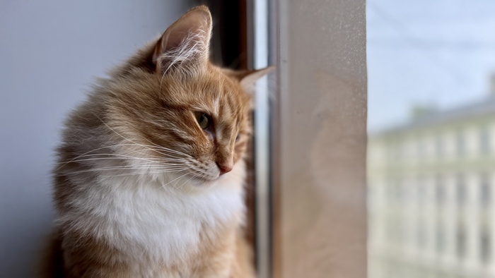 ������ ���