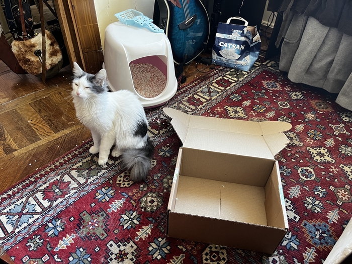 Кошка не умеет пользоваться коробочкой