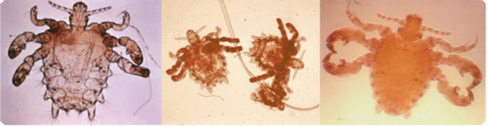 Интересный факт из жизни людей и насекомых