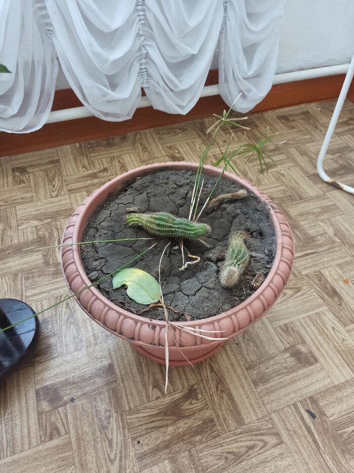    ?)) ,   ?, 
