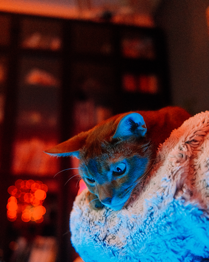 �������� �����