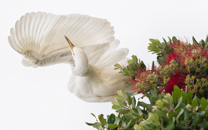 Большая белая цапля