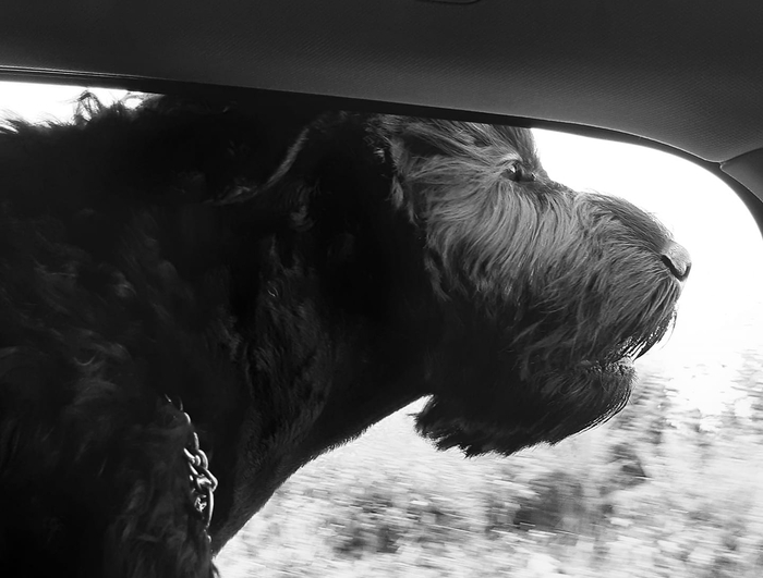 Любитель быстрой езды