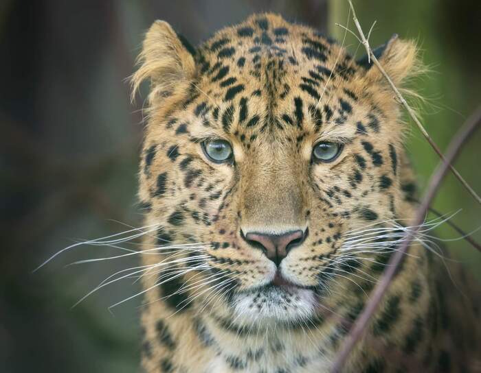 Портрет Амурского леопарда