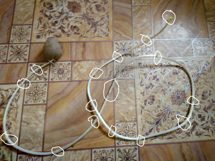 Как быстро размножить понравившийся сорт бульбы