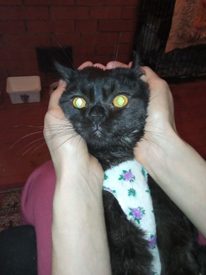 Продолжение поста «После операции Бублик объявил голодовку, но был накормлен. В добавок к его крипторхизму, у него обломаны два верхних клыка»