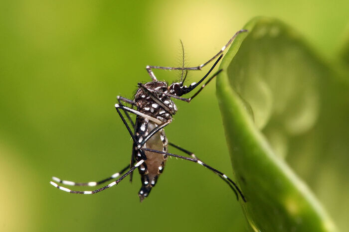 Генетически модифицированных комаров скоро могут протестировать в Калифорнии Наука, НаукаPRO, Биология, Комары, Генная инженерия, Генетика, Научпоп, Зоология, Видео, YouTube, Длиннопост