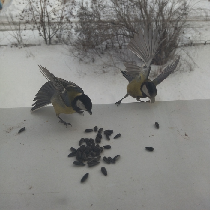 Кто сильнее тот и ест? Не угадал!