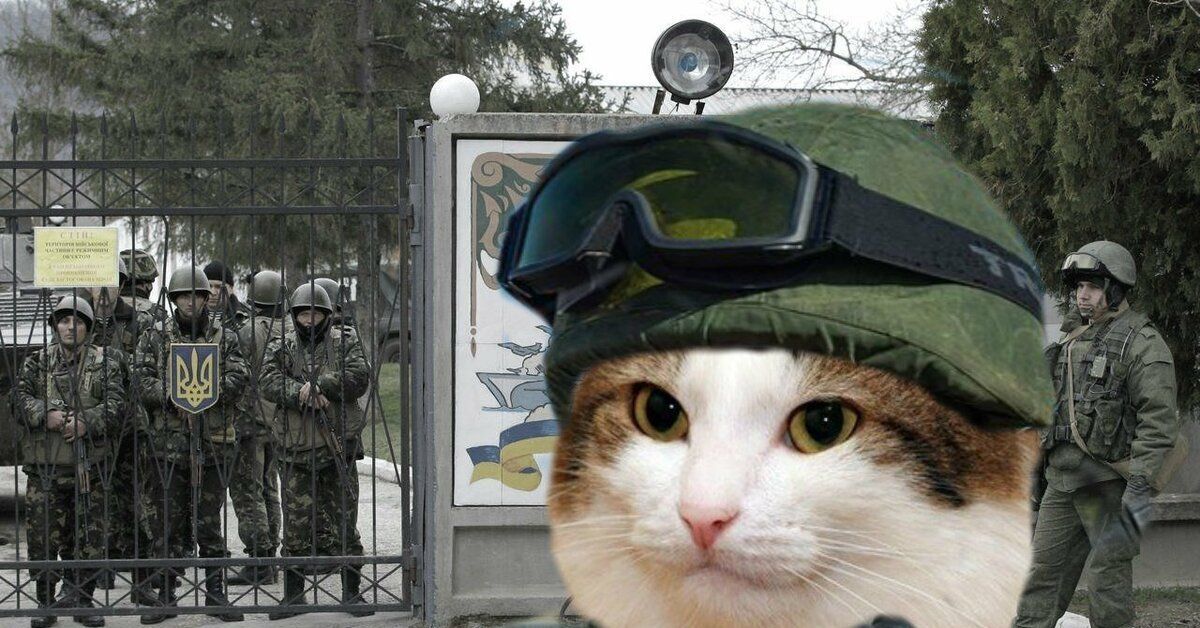 Люди против кошек. Боевой кот. Кот спецназовец. Кот солдат. Кот в военной форме.
