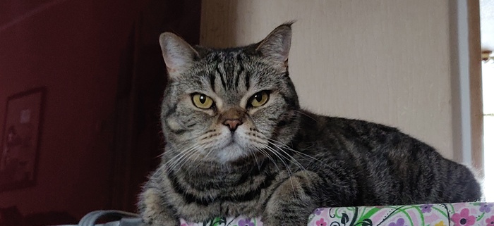 Очень серьезная Алиса