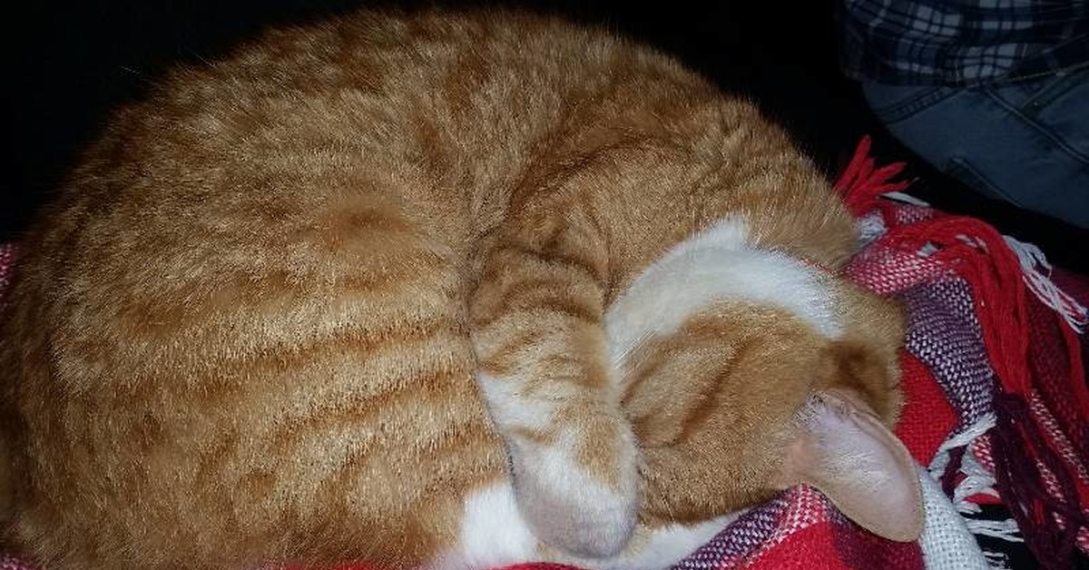 Почему животные спят клубком. Кот клубочком. Кот с клубком. Кошка прячет нос.
