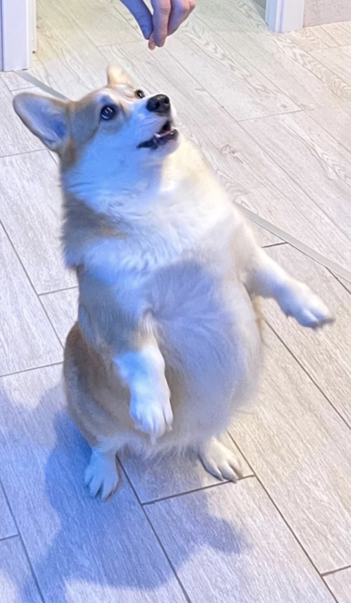 � ������������ ���������