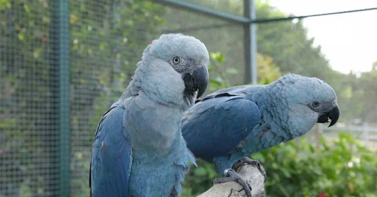 Голубые живут. Ара Спикса попугай. Голубой ара Спикса. Cyanopsitta spixii. Попугай Какаду голубой.