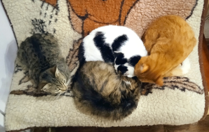 ��� ���������