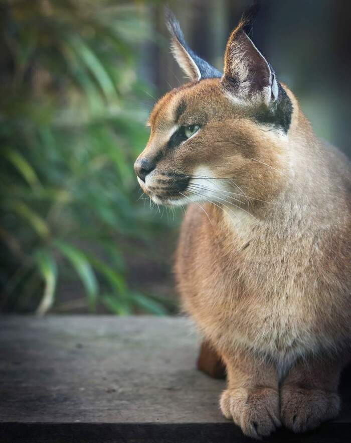 Ну где же эта птичка...