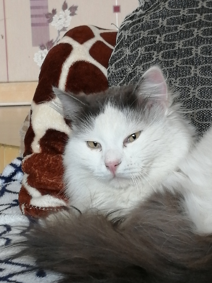 Кот, которому надоели новости