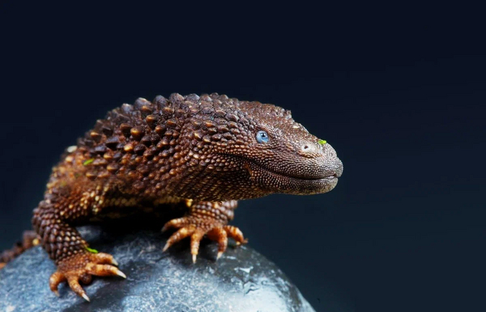 Калимантанский безухий варан: Ведьмак от мира рептилий - фото 2