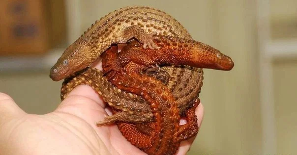 Калимантанский безухий варан: Ведьмак от мира рептилий - фото 10