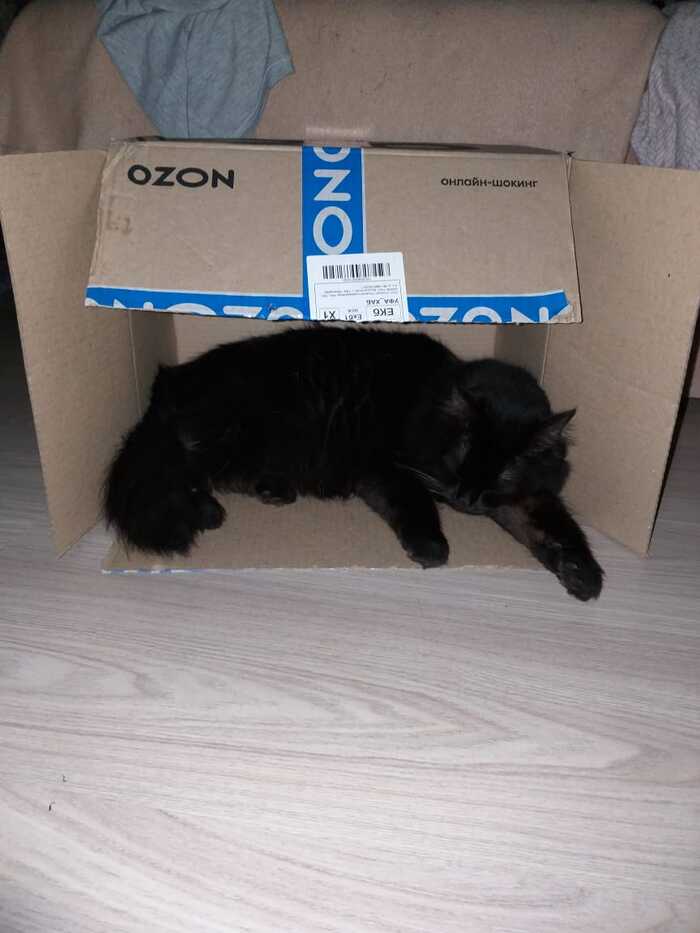        ,  ,  , OZON,   , 