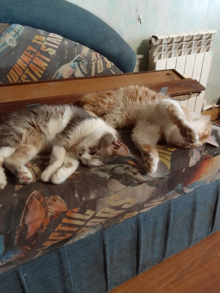 Котики делают ремонт