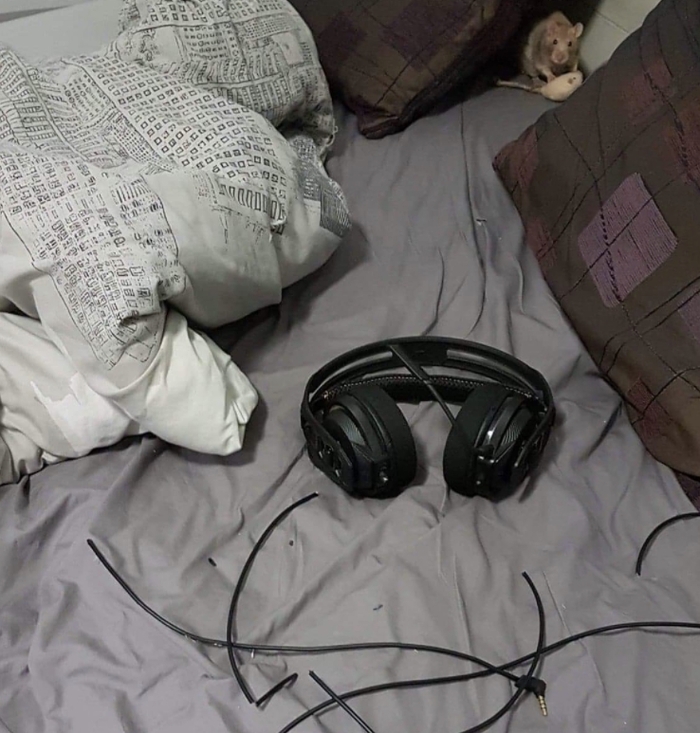 Крысоводы делятся проказами своих питомцев