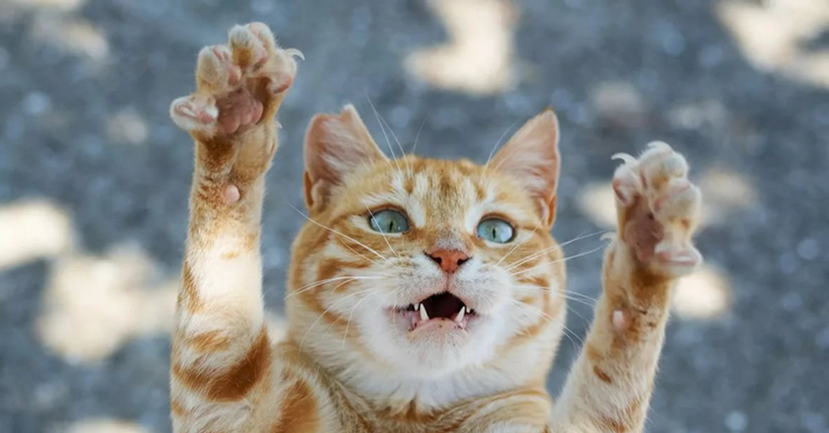 Киса руки. Радостный кот. Кошка с поднятой лапой. Веселые кошки. Рыжий кот.