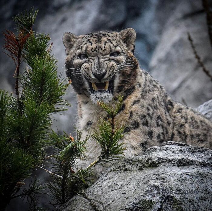 Добрый Барсик мило и нежно улыбается фотографу